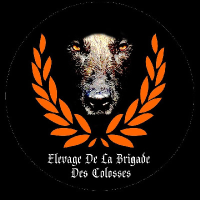 De la brigade des colosses - Berger Belge - Portée née le 30/03/2024